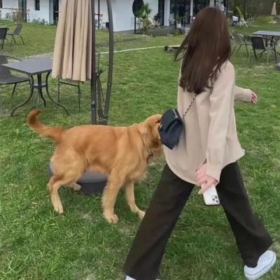 海豚的故事2